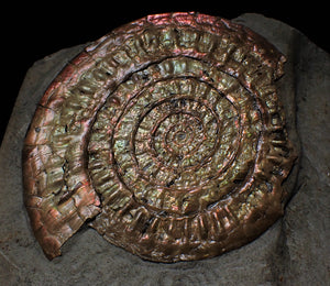 Near-perfect large Copper and red iridescent Caloceras display ammonite