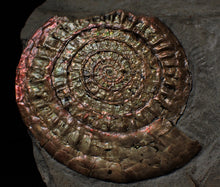 Load image into Gallery viewer, Near-perfect large Copper and red iridescent Caloceras display ammonite
