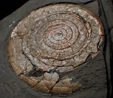 Load image into Gallery viewer, Very large pearlescent Caloceras display ammonite fossil
