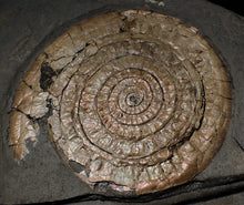 Load image into Gallery viewer, Very large pearlescent Caloceras display ammonite fossil
