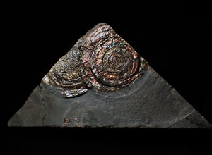 Split pair of large iridescent Psiloceras ammonite display pieces
