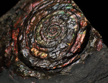 Load image into Gallery viewer, Split pair of large iridescent Psiloceras ammonite display pieces
