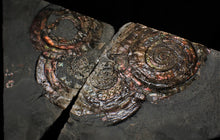 Load image into Gallery viewer, Split pair of large iridescent Psiloceras ammonite display pieces
