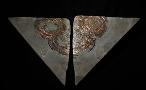 Split pair of large iridescent Psiloceras ammonite display pieces