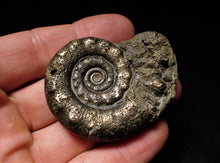 Load image into Gallery viewer, Quality pyrite Eoderoceras ammonite (55 mm)
