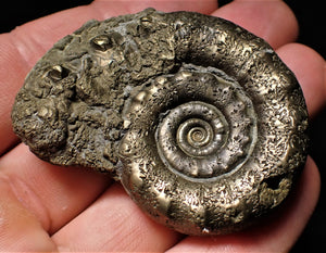 Quality pyrite Eoderoceras ammonite (55 mm)