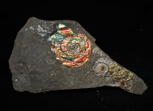 Rainbow iridescent Psiloceras multi-ammonite display piece