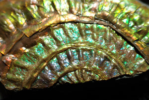 Stunning rainbow green iridescent Caloceras ammonite