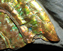 Load image into Gallery viewer, Stunning rainbow green iridescent Caloceras ammonite
