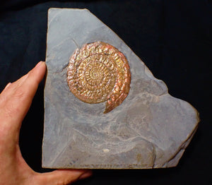 Perfect large Copper and red iridescent Caloceras display ammonite
