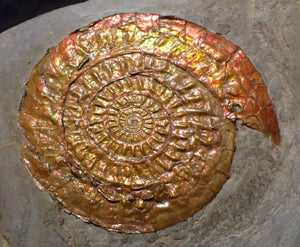 Perfect large Copper and red iridescent Caloceras display ammonite
