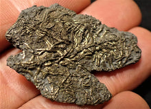Load image into Gallery viewer, Highly detailed juvenile pyrite crinoid fossil (39 mm)
