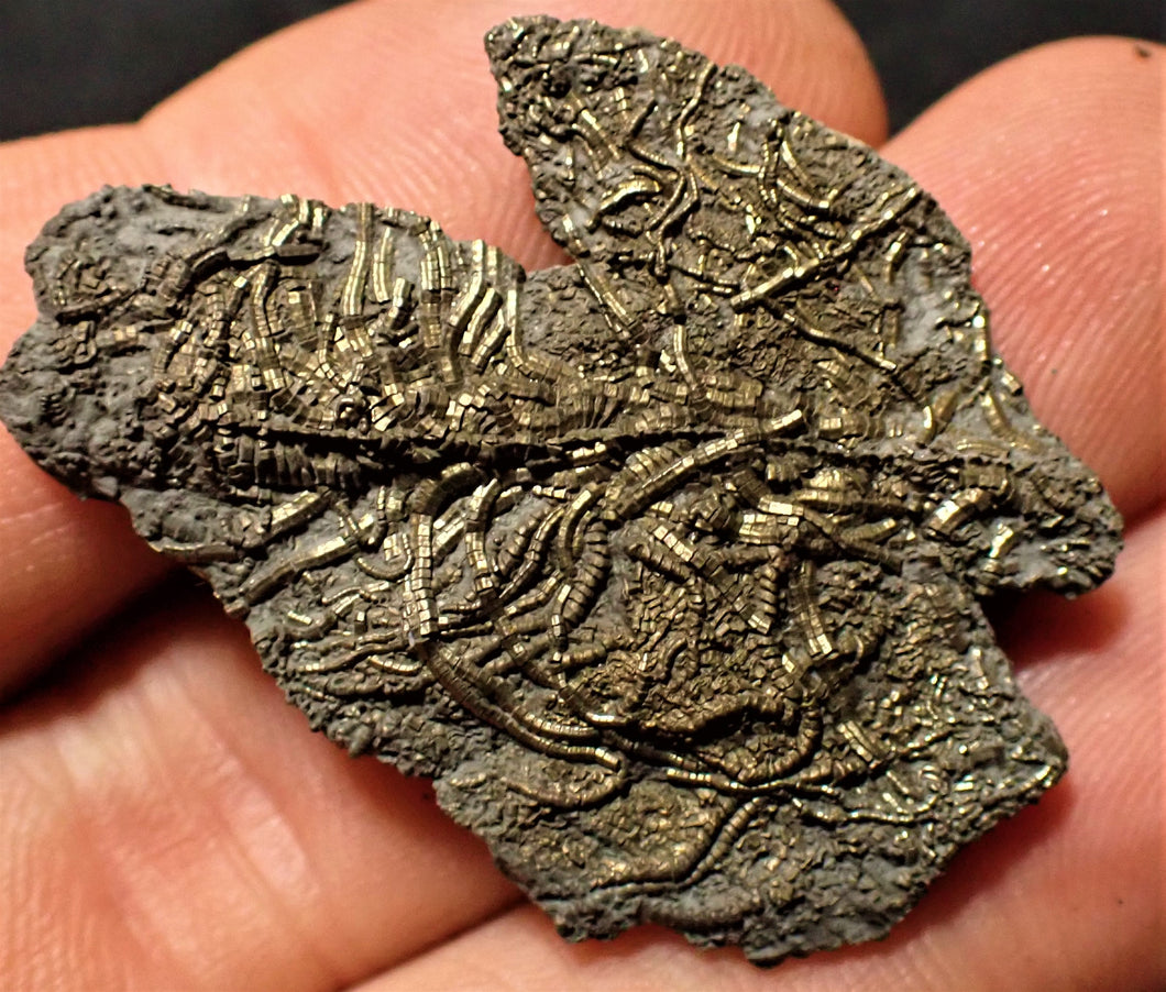 Highly detailed juvenile pyrite crinoid fossil (39 mm)