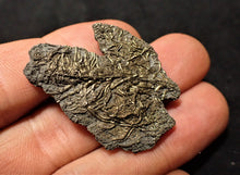 Load image into Gallery viewer, Highly detailed juvenile pyrite crinoid fossil (39 mm)

