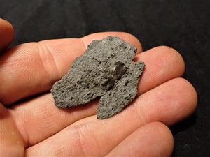 Highly detailed juvenile pyrite crinoid fossil (39 mm)