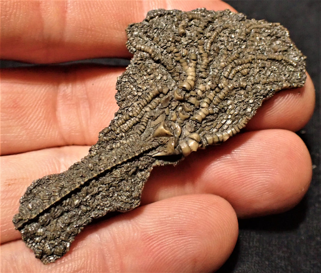 Juvenile crinoid fossil (60 mm)