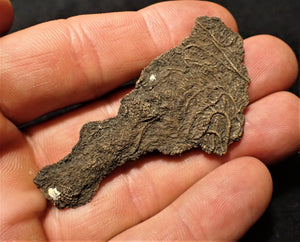Juvenile crinoid fossil (60 mm)