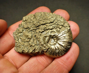 High-quality Gleviceras ammonite (53 mm)