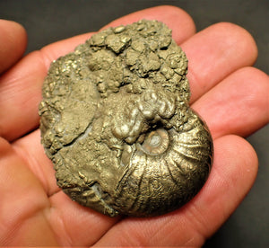 High-quality Gleviceras ammonite (53 mm)