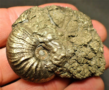 Load image into Gallery viewer, High-quality Gleviceras ammonite (53 mm)
