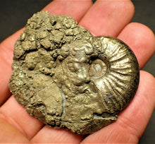 Load image into Gallery viewer, High-quality Gleviceras ammonite (53 mm)
