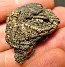 Load image into Gallery viewer, Detailed crinoid fossil head (36 mm)
