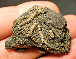 Detailed crinoid fossil head (36 mm)
