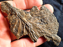 Load image into Gallery viewer, Crinoid fossil with amazing detail (98 mm)
