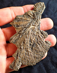 Crinoid fossil with amazing detail (98 mm)