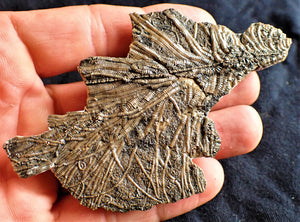Crinoid fossil with amazing detail (98 mm)