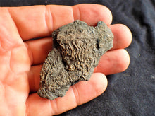 Load image into Gallery viewer, Crinoid fossil with complete 3D head (63 mm)
