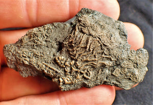 Crinoid fossil with complete 3D head (63 mm)
