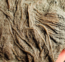 Load image into Gallery viewer, Crinoid fossil with complete detailed heads (95 mm)
