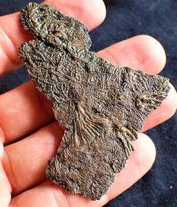 Crinoid fossil with complete highly detailed heads (80 mm)