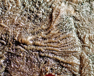Crinoid fossil with complete highly detailed heads (80 mm)