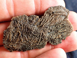 Crinoid fossil with complete highly detailed heads (55 mm)