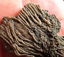 Load image into Gallery viewer, Crinoid fossil with complete highly detailed heads (55 mm)
