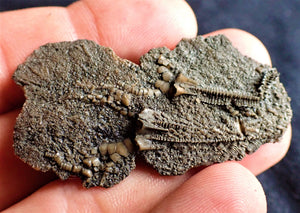 Crinoid fossil with complete highly detailed heads (55 mm)