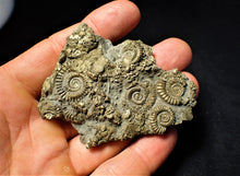 Load image into Gallery viewer, Large pyrite multi-ammonite &amp; bivalve fossil (72 mm)
