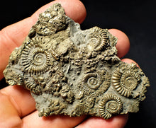 Load image into Gallery viewer, Large pyrite multi-ammonite &amp; bivalve fossil (72 mm)
