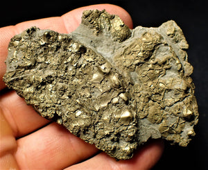 Large pyrite multi-ammonite & bivalve fossil (72 mm)