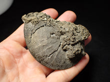Load image into Gallery viewer, Large Oxynoticeras ammonite (80 mm)

