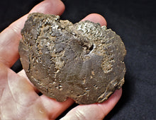 Load image into Gallery viewer, Large Oxynoticeras ammonite (82 mm)

