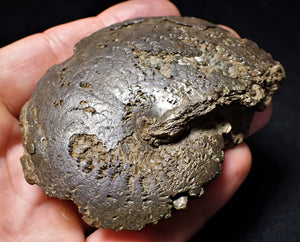 Large Oxynoticeras ammonite (82 mm)