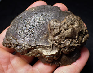 Large Oxynoticeras ammonite (82 mm)
