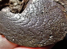 Load image into Gallery viewer, Large Oxynoticeras ammonite (82 mm)
