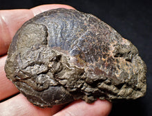 Load image into Gallery viewer, Large Oxynoticeras ammonite (66 mm)

