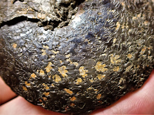 Large Oxynoticeras ammonite (66 mm)