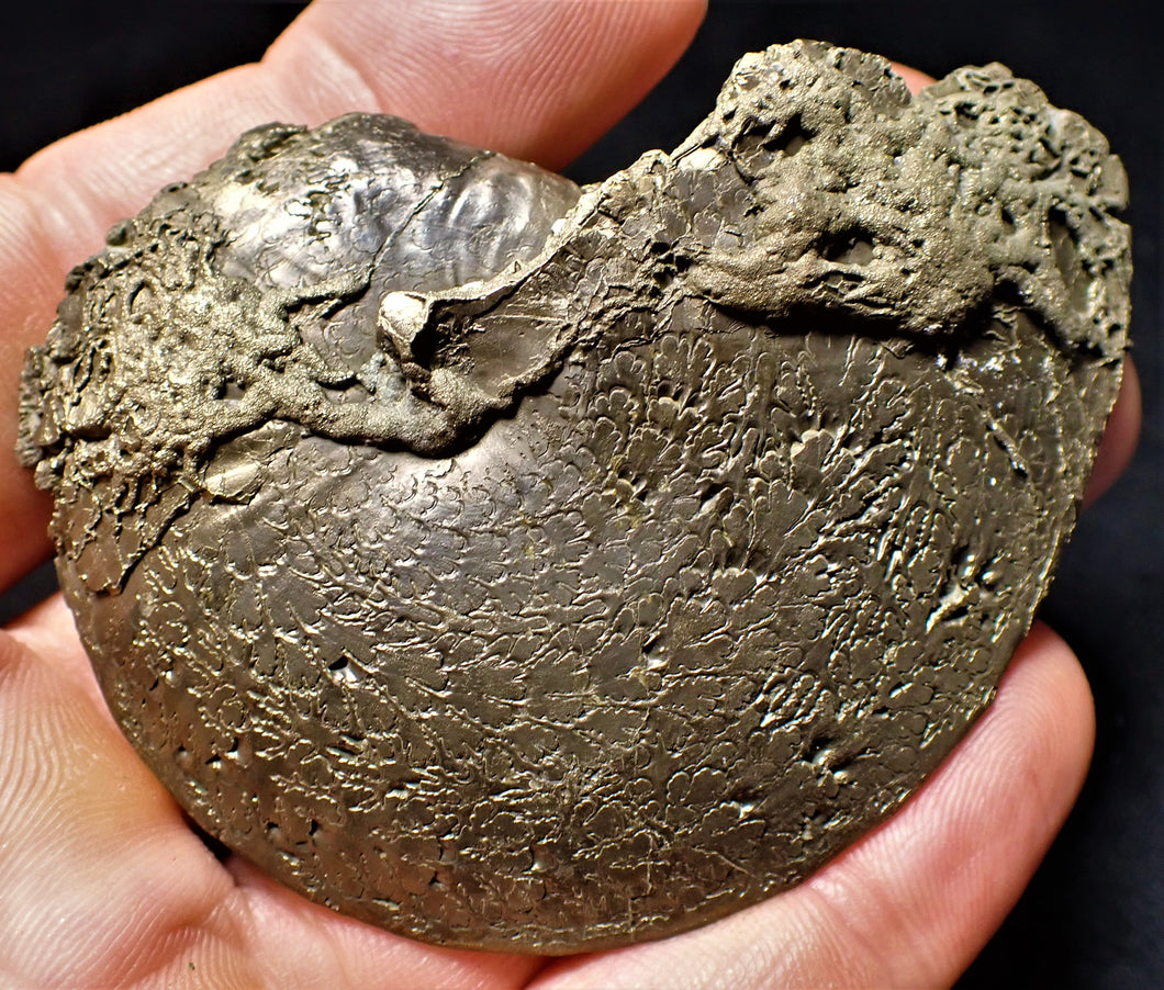 Large Oxynoticeras ammonite (72 mm)