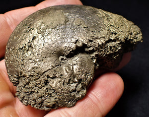 Large Oxynoticeras ammonite (72 mm)